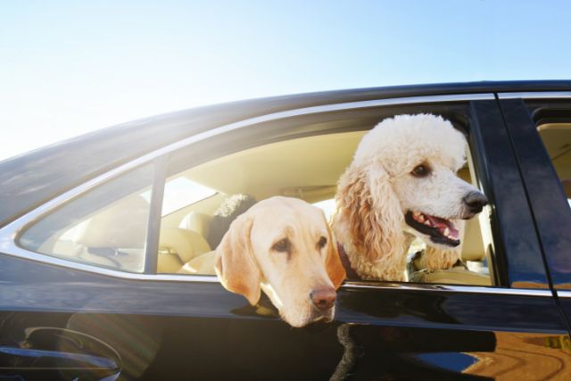 How to Remove Dog Hair From Car | Say Goodbye to Pet Hair Woes!