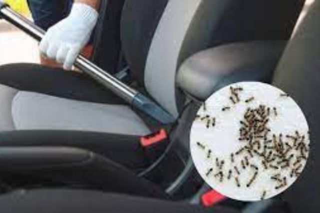 How To Remove Ants From Car