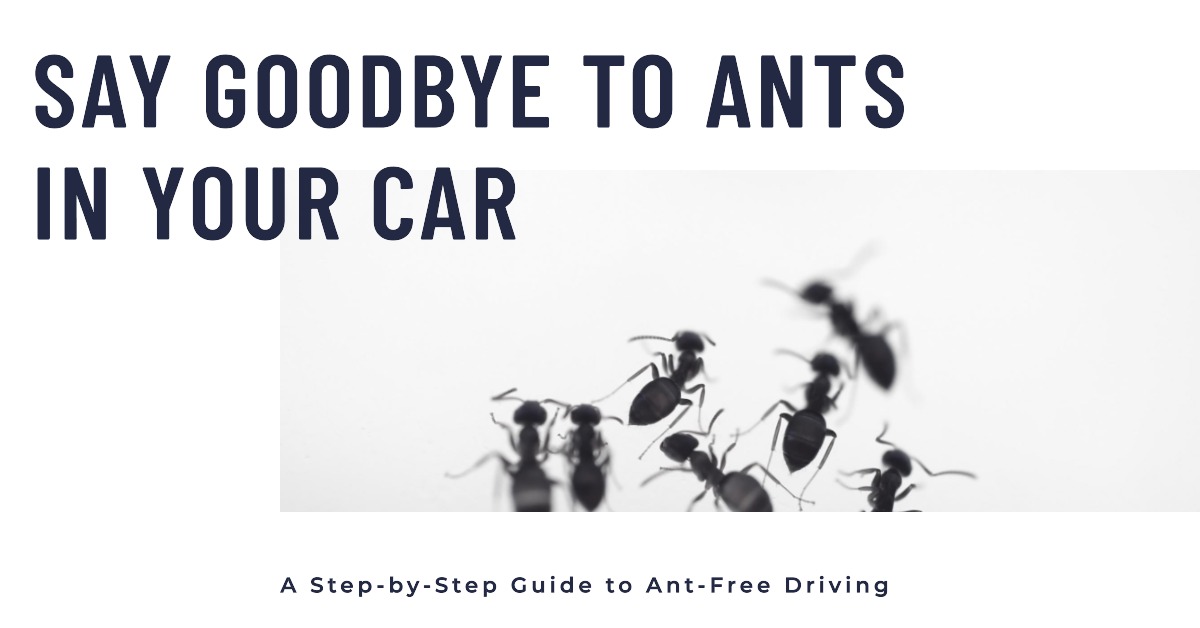 A Step-by-Step Guide to Ant-Free Driving